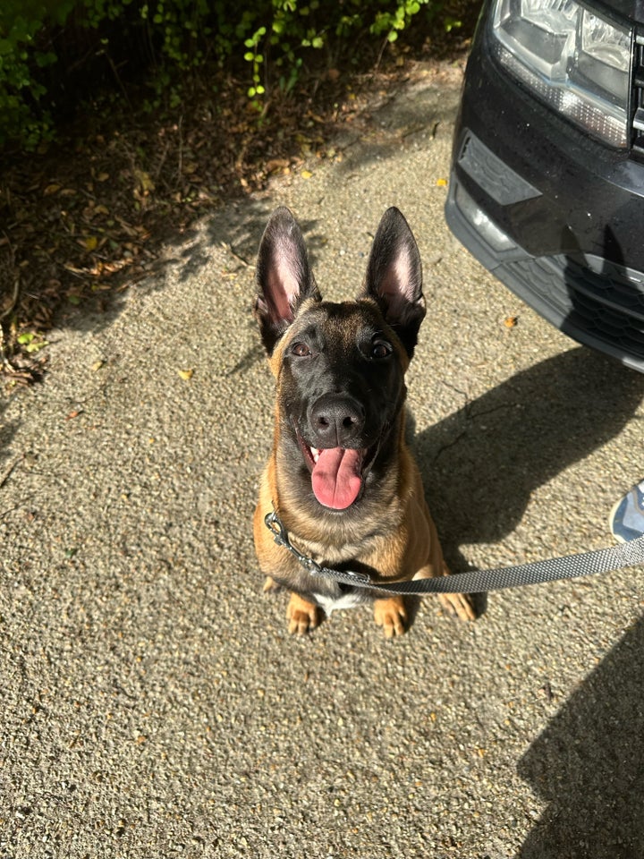 Belgisk hyrdehund, Malinois,