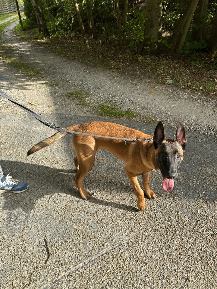 Belgisk hyrdehund, Malinois,