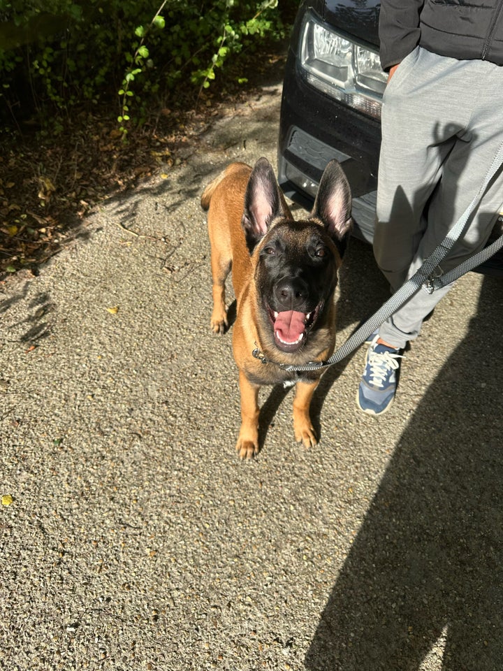 Belgisk hyrdehund, Malinois,