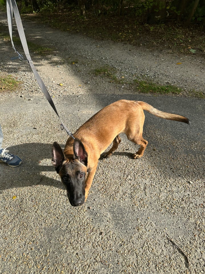 Belgisk hyrdehund, Malinois,