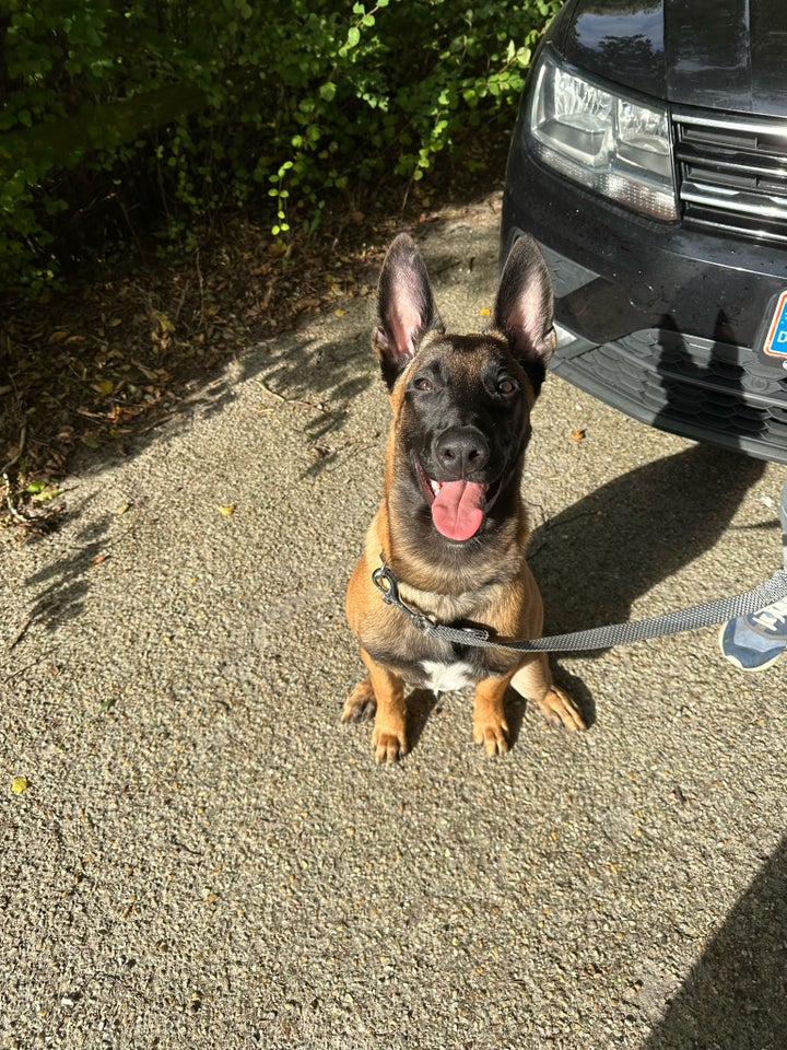 Belgisk hyrdehund, Malinois,