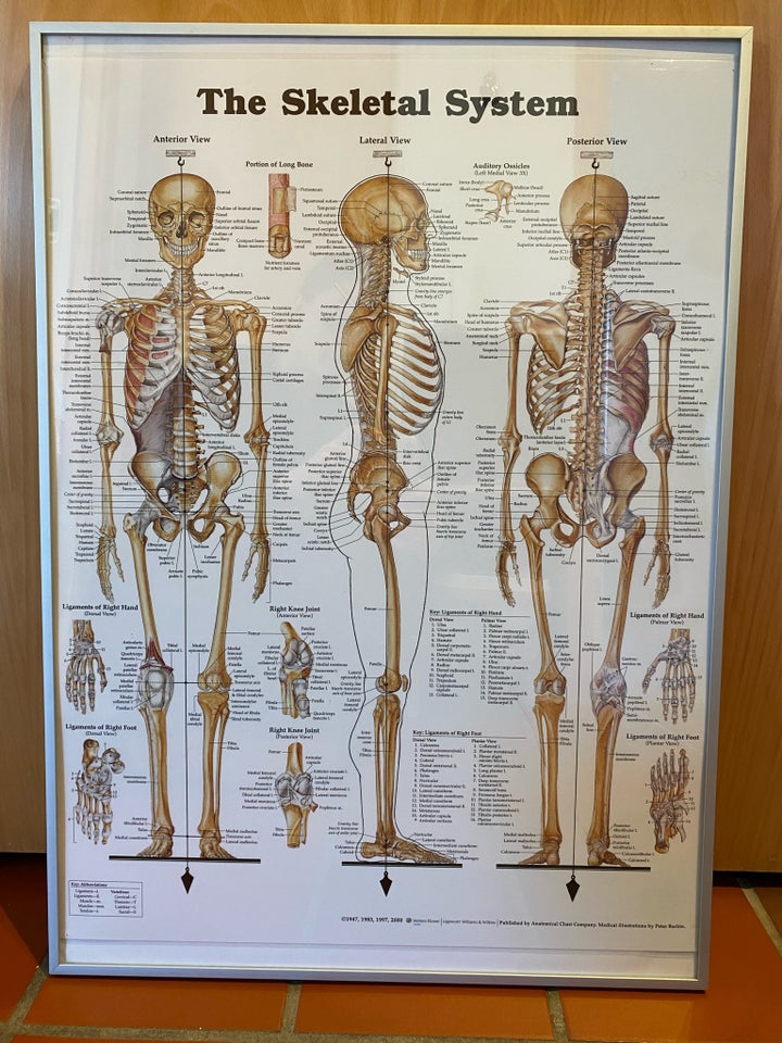 Anatomi plakat: The Skeletal