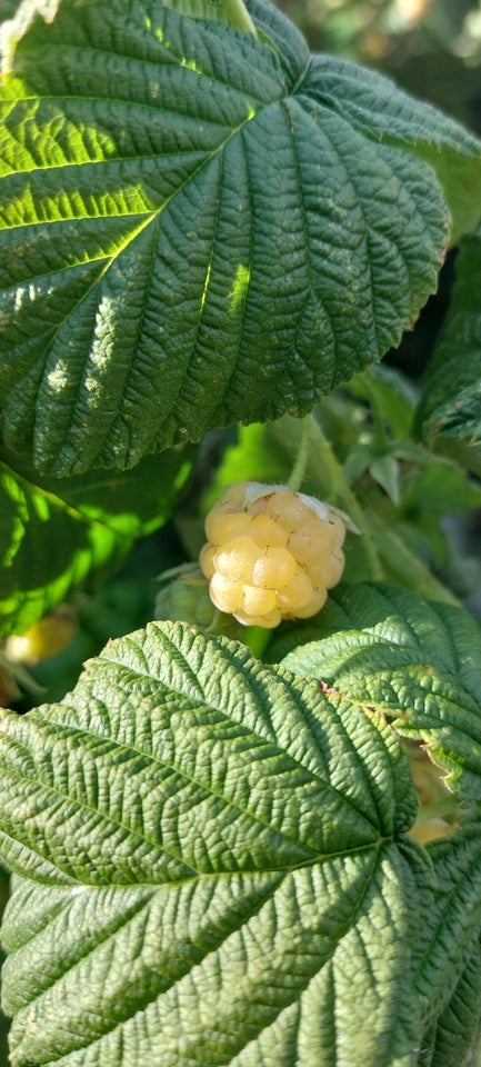 Gule hindbærplanter