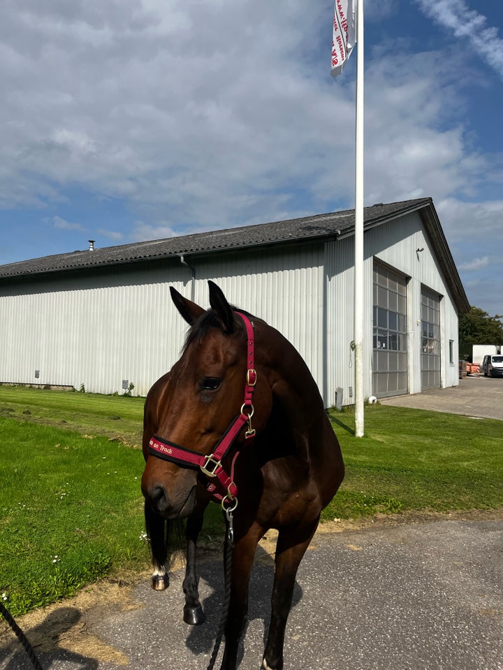 Dansk Varmblod hoppe 9 år