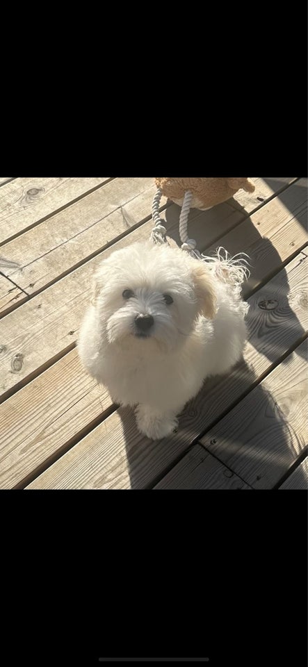 Bichon Havanais, hanhund, 8 mdr.