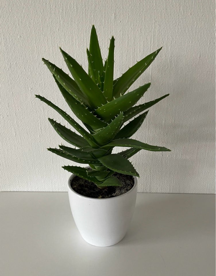 Aloe perfoliata