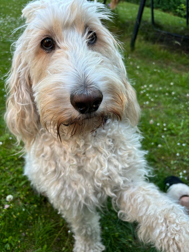 Doodle Cockerpoo/golden F1