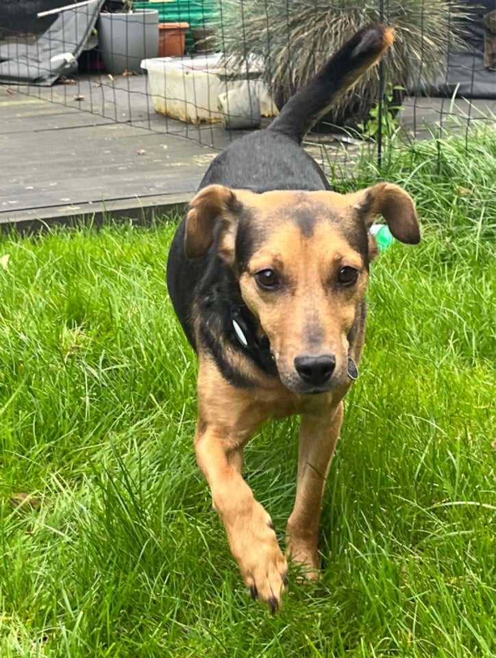 Blandingshund, hund, 5 år