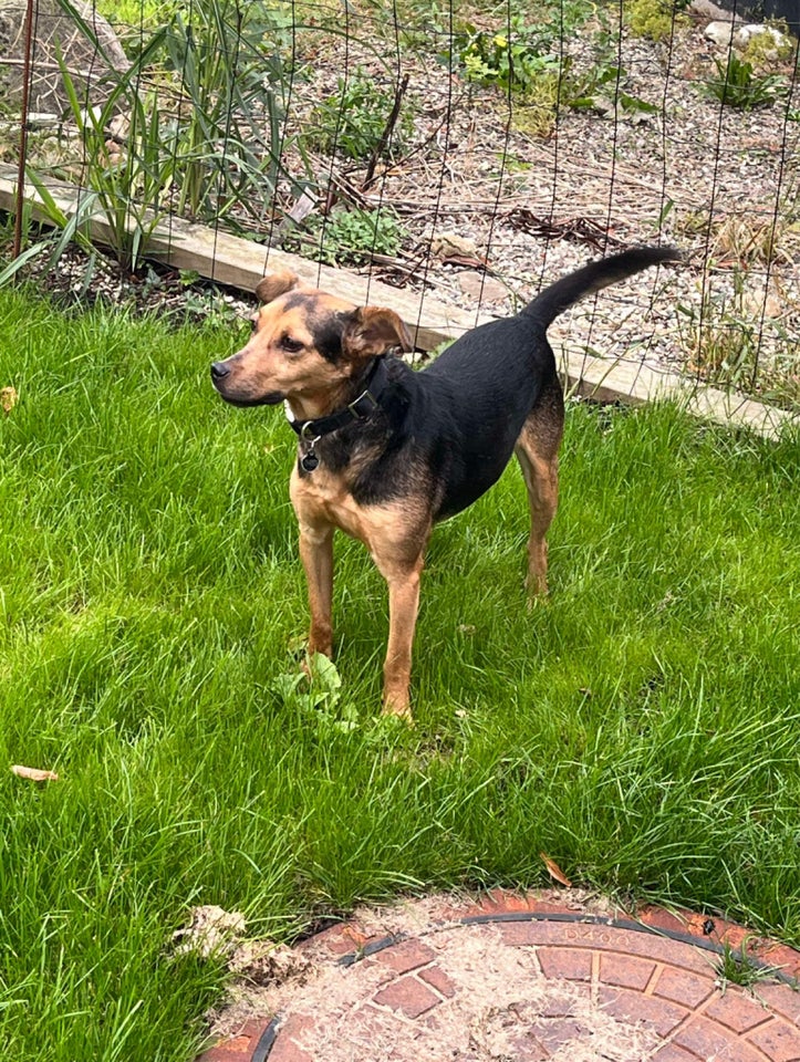 Blandingshund, hund, 5 år