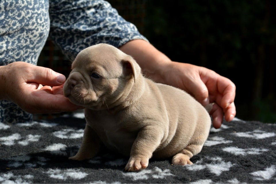 American bully exotic , hvalpe, 4