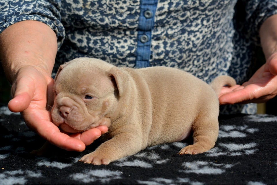 American bully exotic , hvalpe, 4