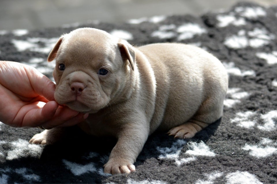 American bully exotic , hvalpe, 4