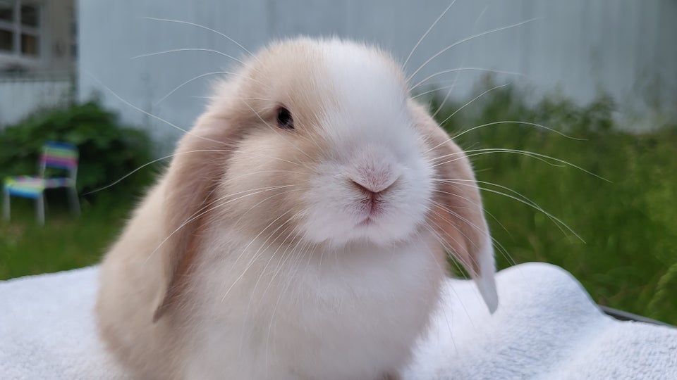 Kanin Mini lop 0 år