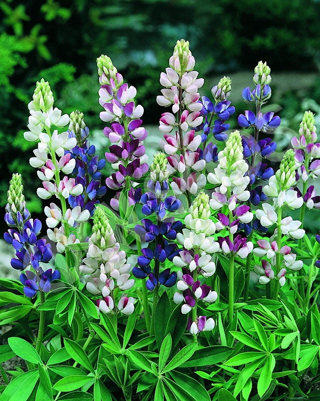 Frø Sommerlupin "Pixie Delight"