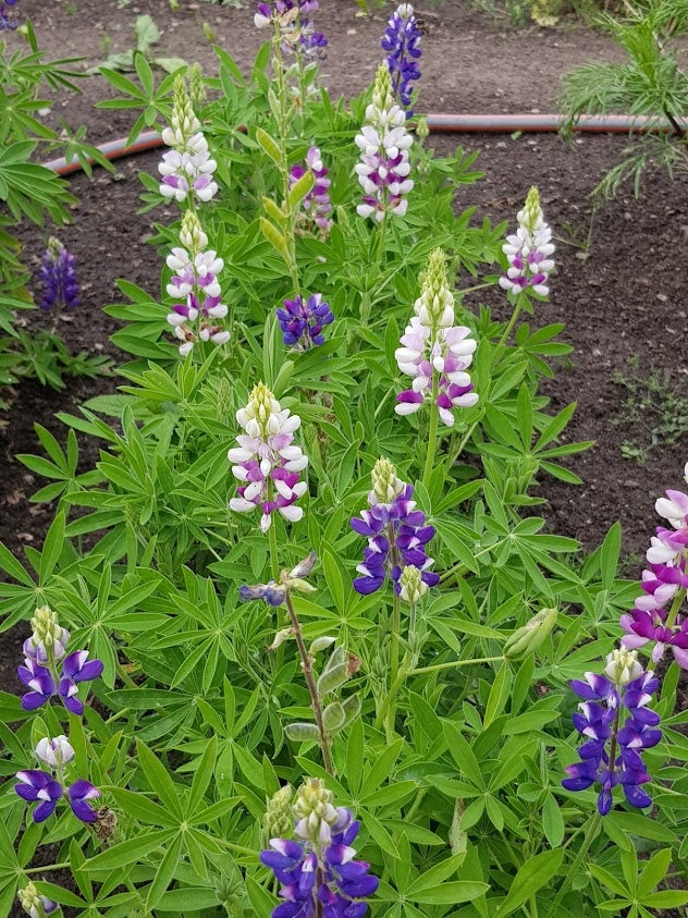 Frø Sommerlupin "Pixie Delight"