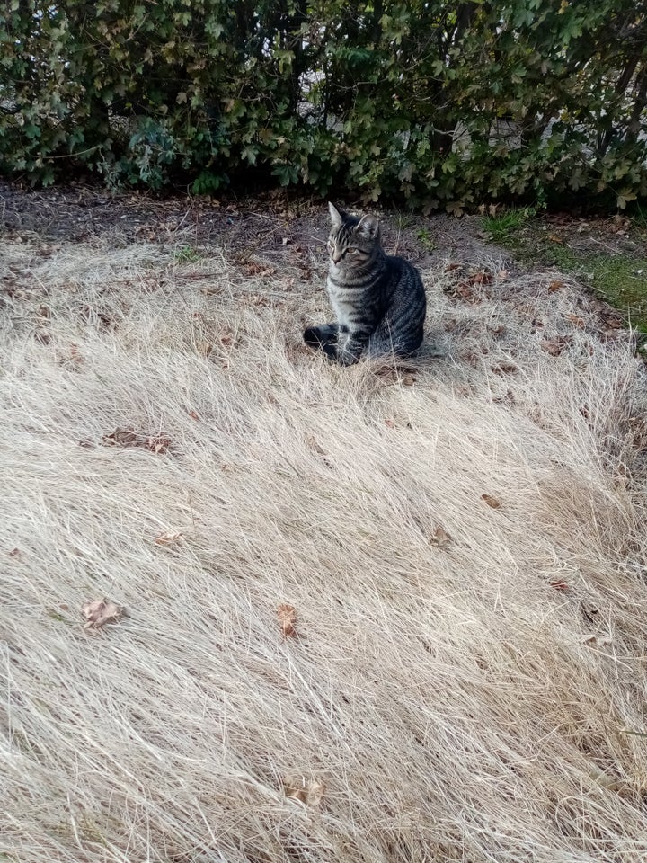 Hunkat, Huskat, 5 mdr.