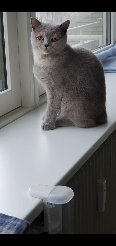 British Shorthair, hunkilling, 2