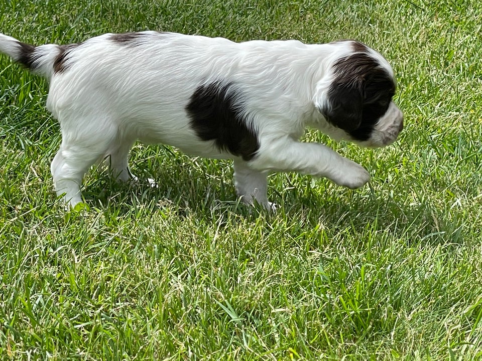 Ft Springer spaniels søger