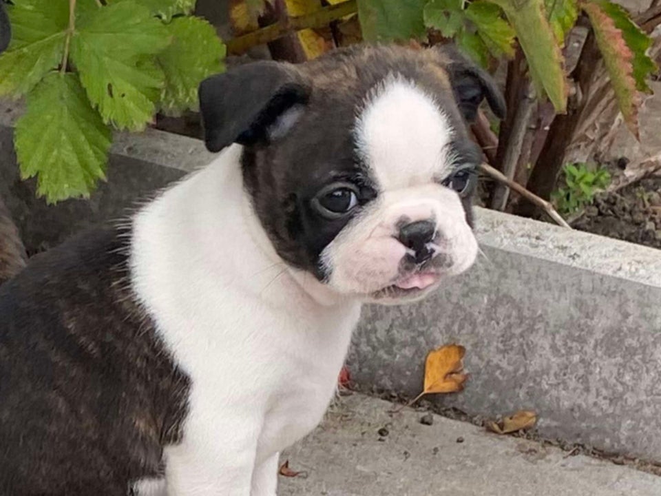 Andet, Boston terrier blanding