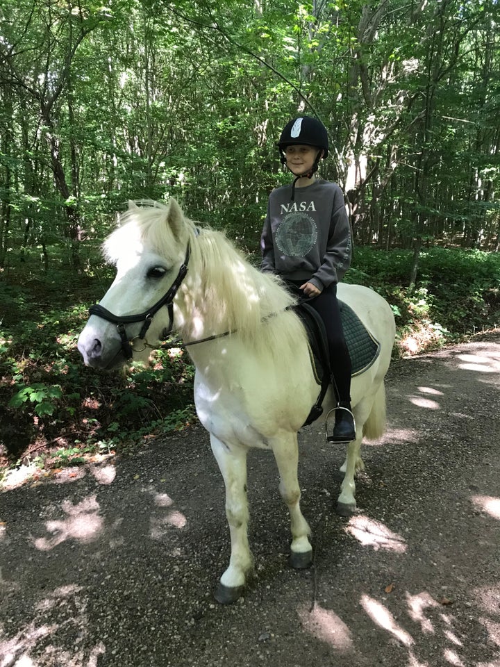 Islænder, vallak, 16 år