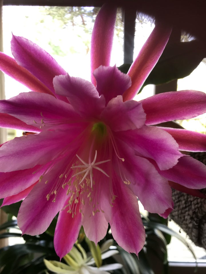 Kaktus Epiphyllum