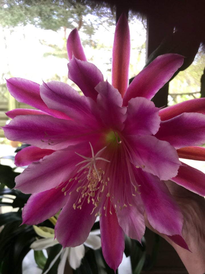 Kaktus Epiphyllum