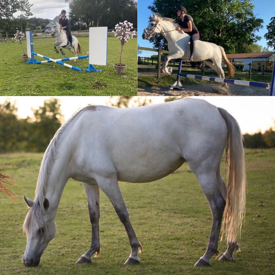 Araber - blanding, hoppe, 10 år