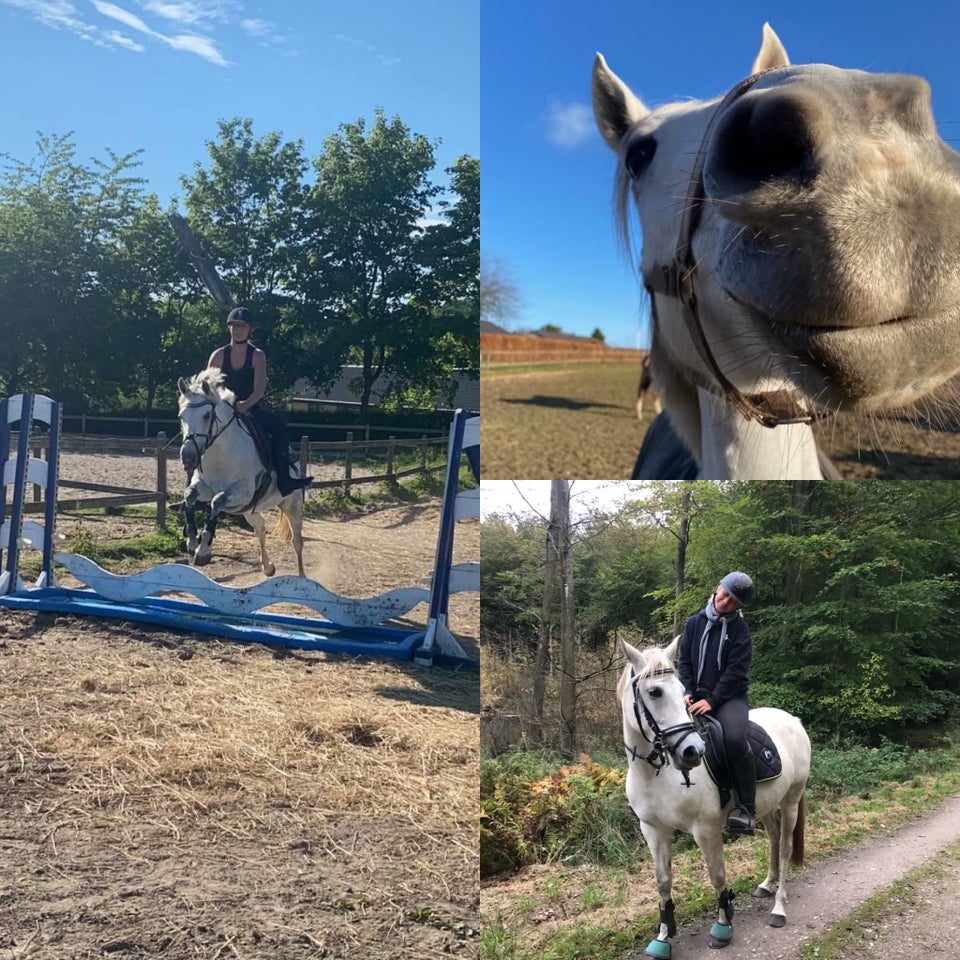 Araber - blanding, hoppe, 10 år