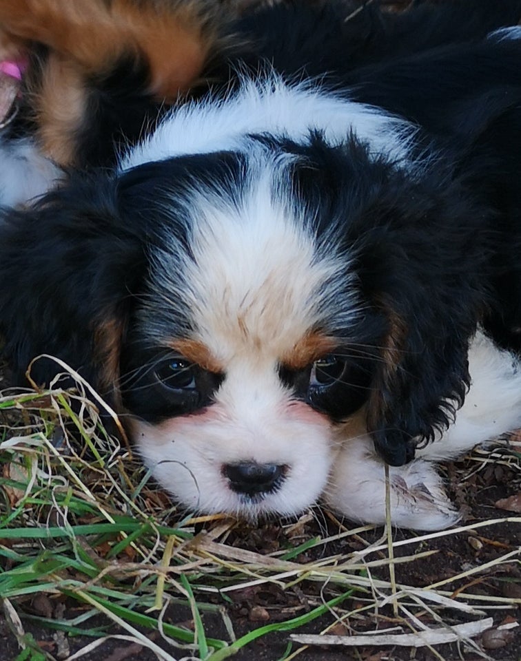 Cavalier King Charles hvalpe 7