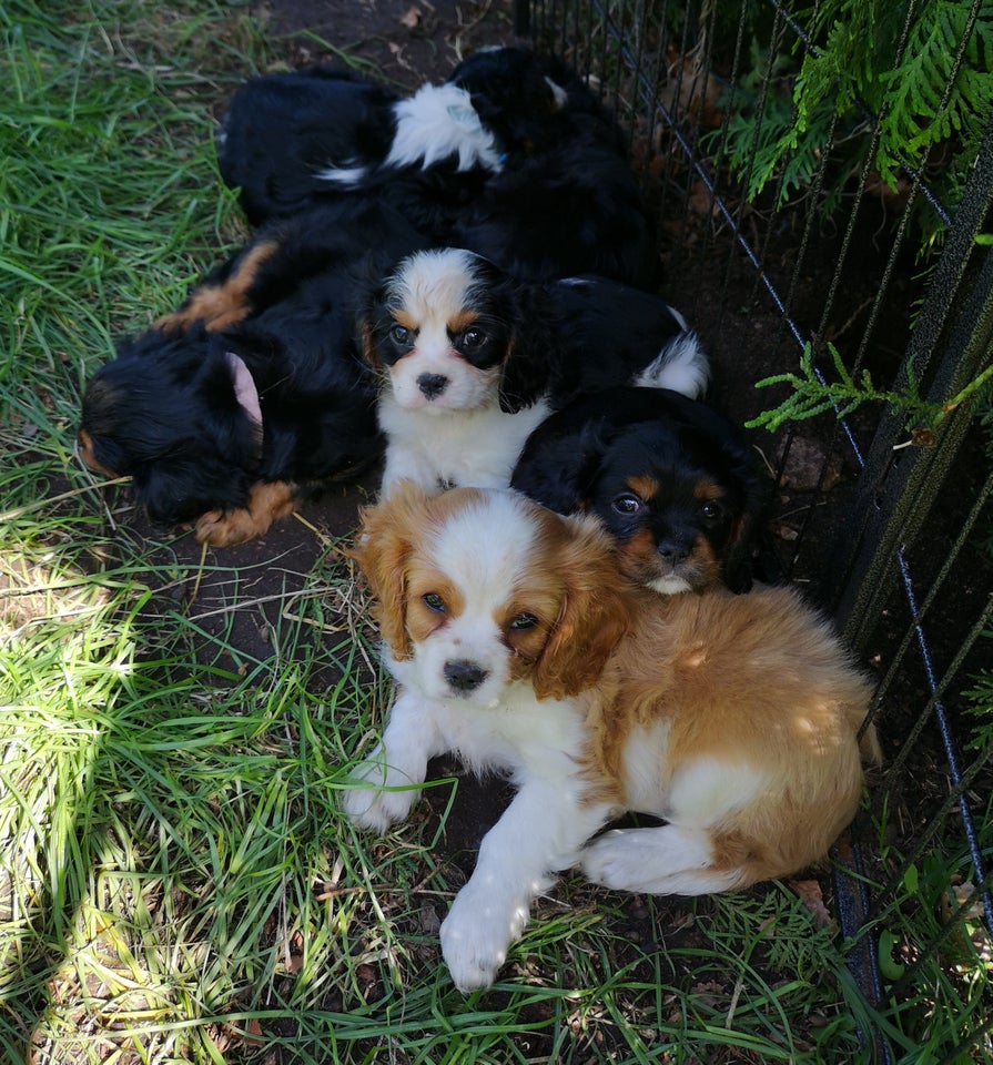 Cavalier King Charles hvalpe 7