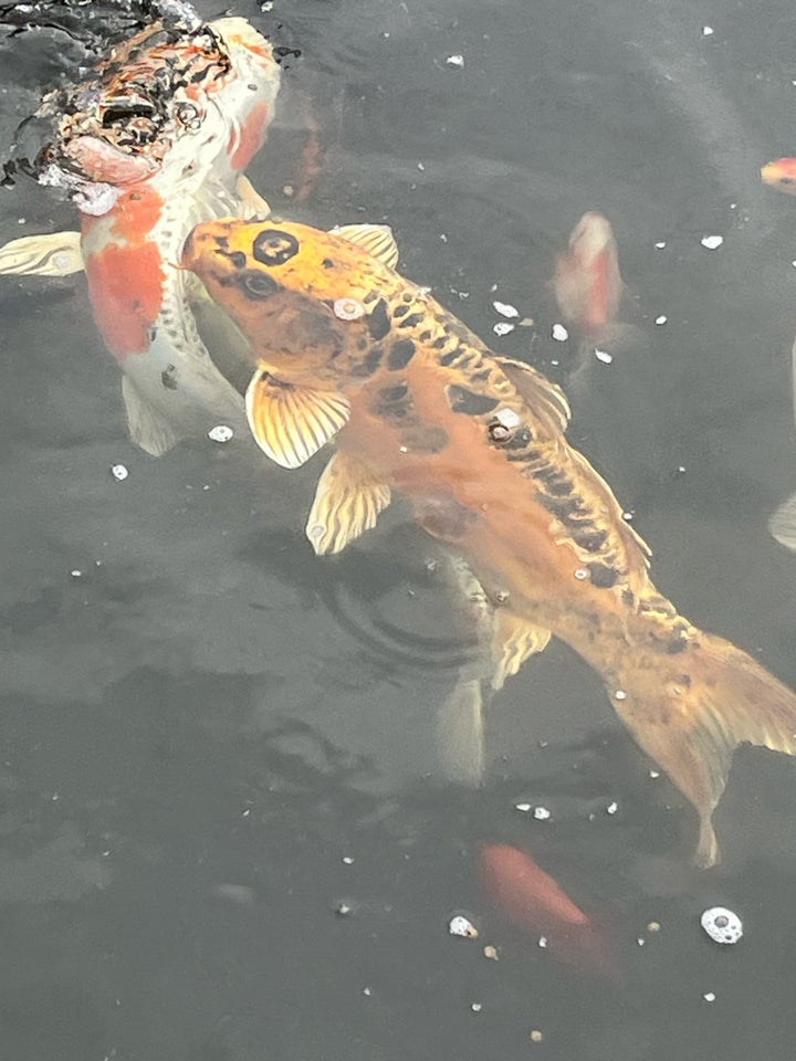 Koi, 8 stk.