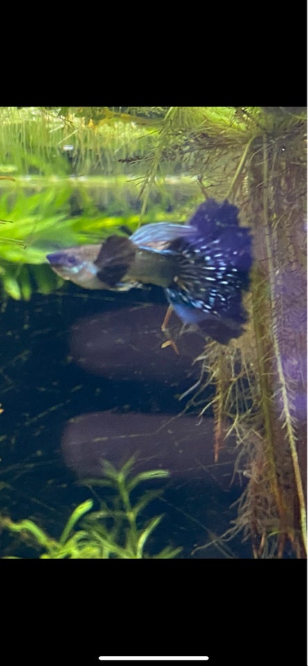 Blue dragon guppy, 2 stk.