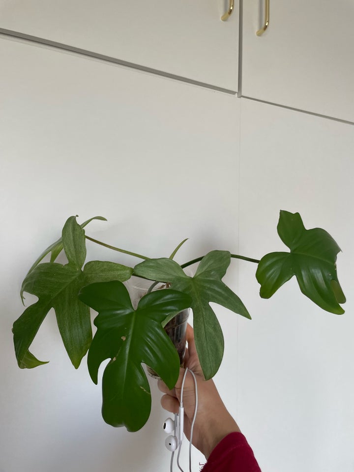 Philodendron Florida Ghost