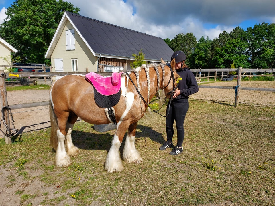 Irish Cob, vallak, 14 år