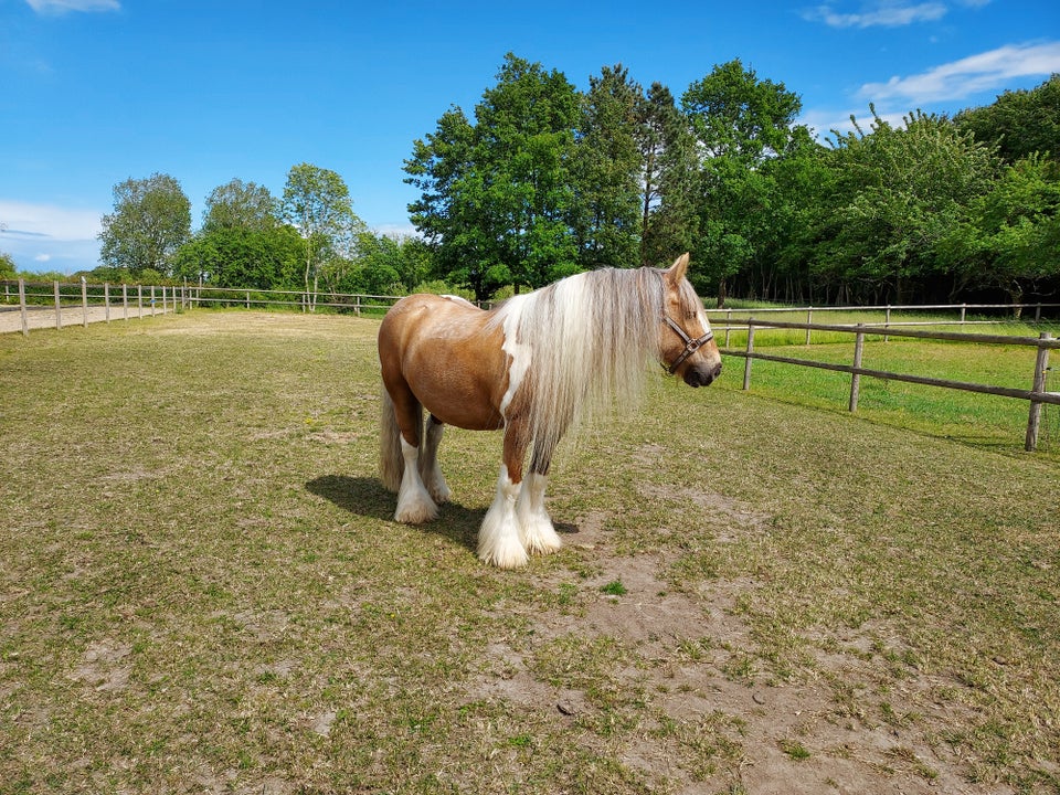 Irish Cob, vallak, 14 år