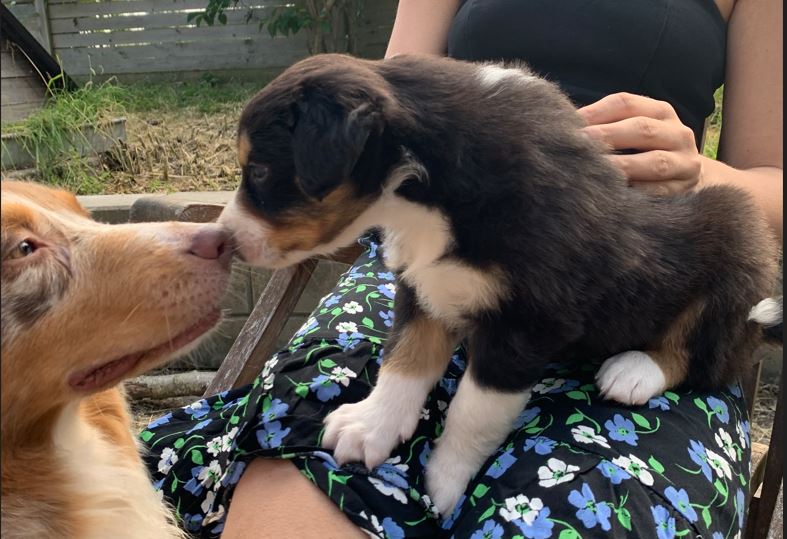 Racerene Australian Shepherd