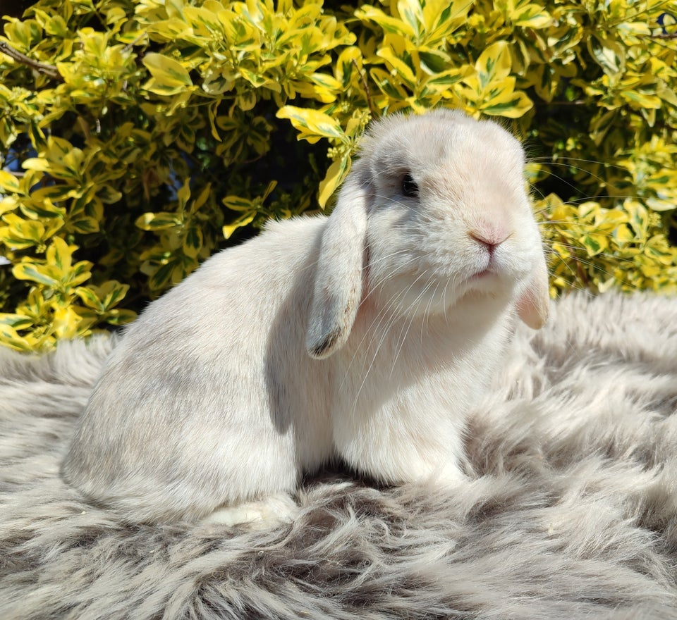 Kanin Minilop mini lop 1 år