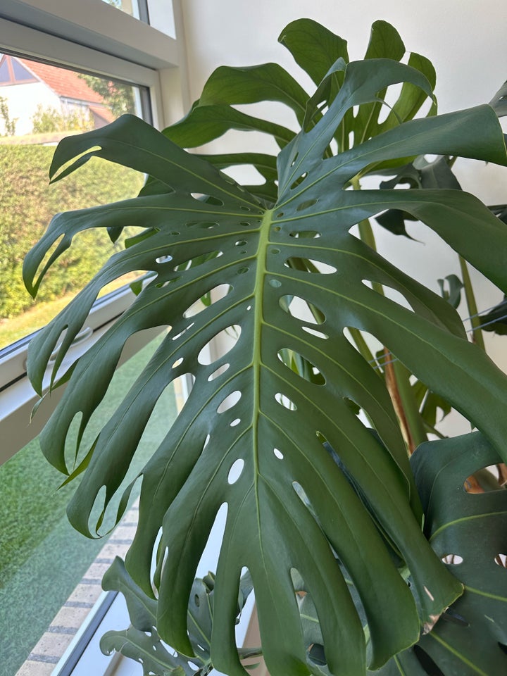 Indendørs plante  Monstera