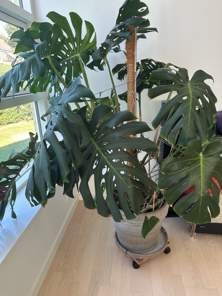 Indendørs plante  Monstera