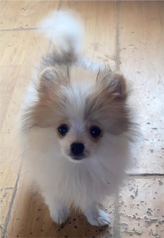 pomeranian