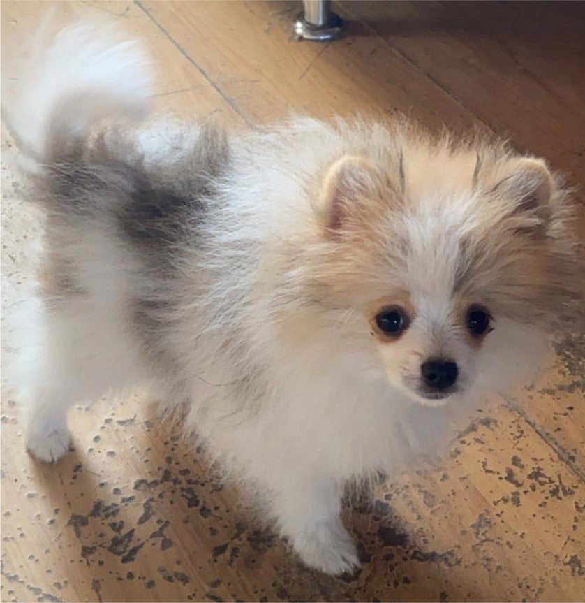 pomeranian