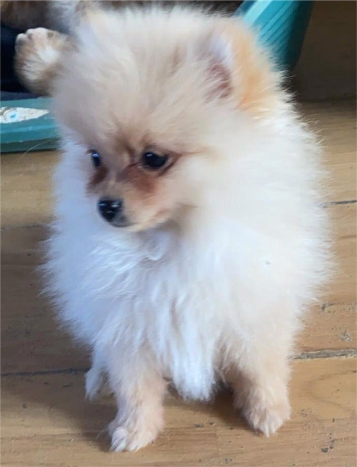 pomeranian