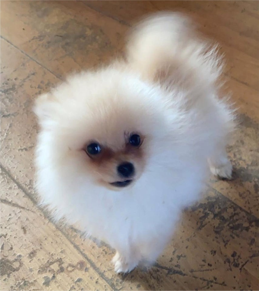 pomeranian