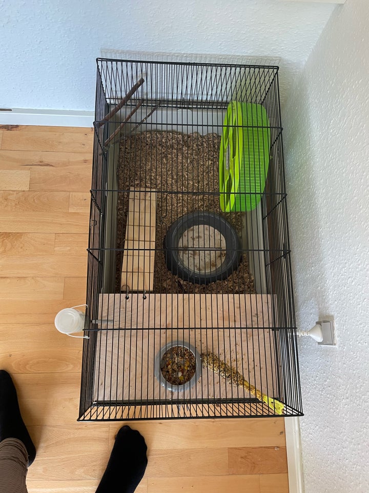 Hamster Guldhamster 1 år