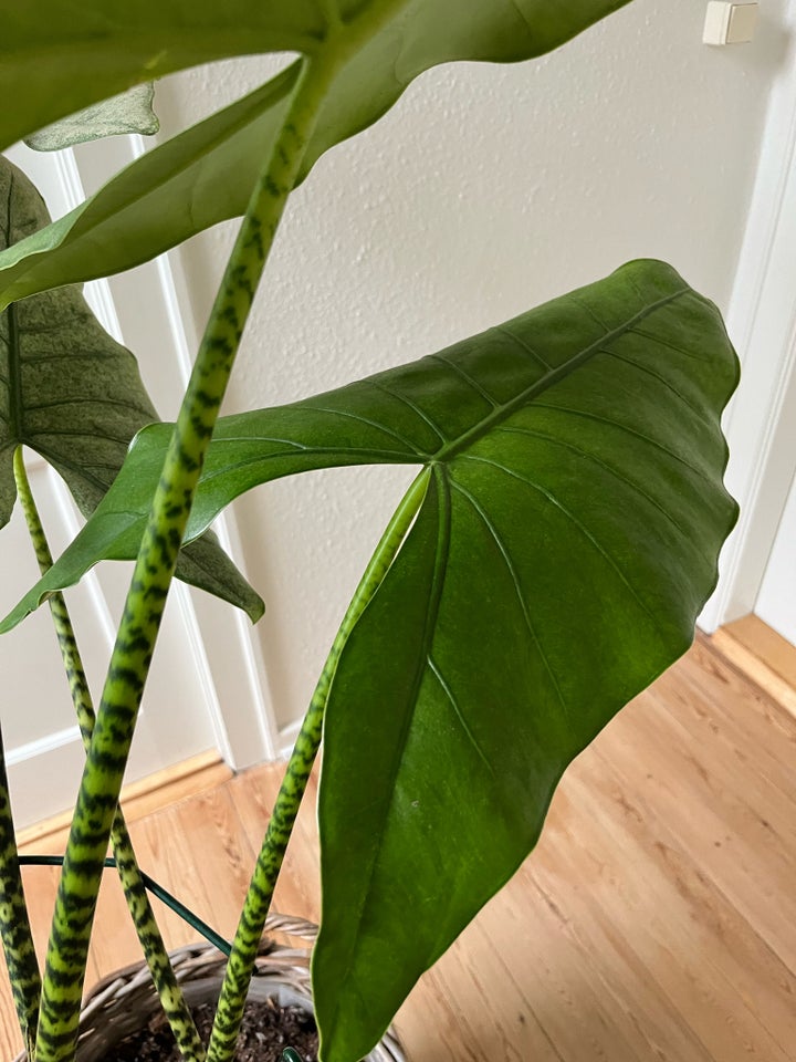 Stueplante, Alocasia