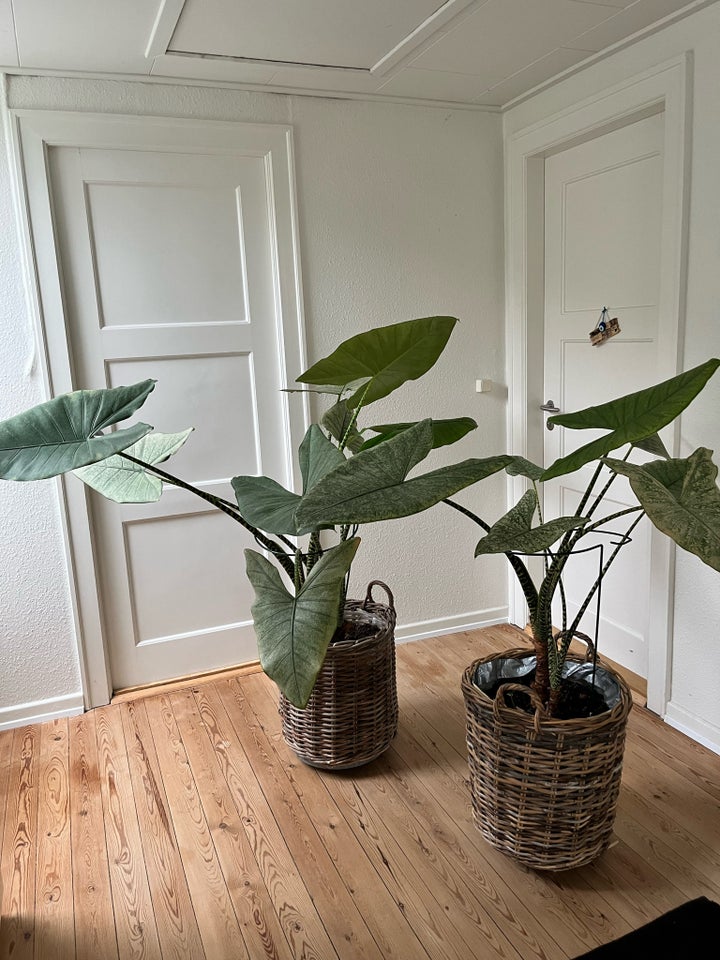 Stueplante, Alocasia