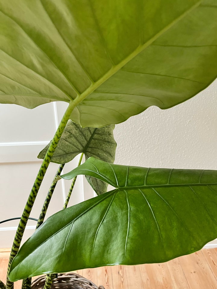 Stueplante, Alocasia