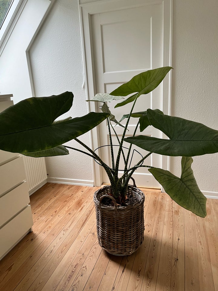 Stueplante, Alocasia