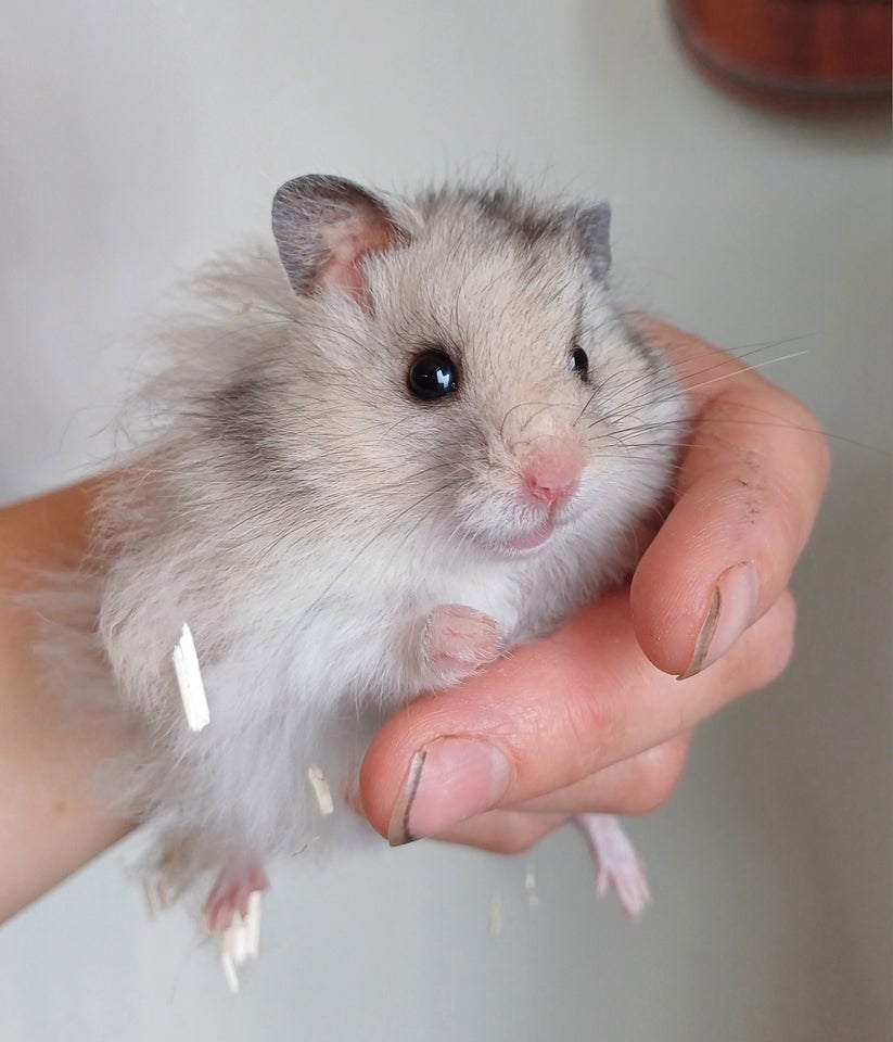 Hamster Guldhamster 0 år