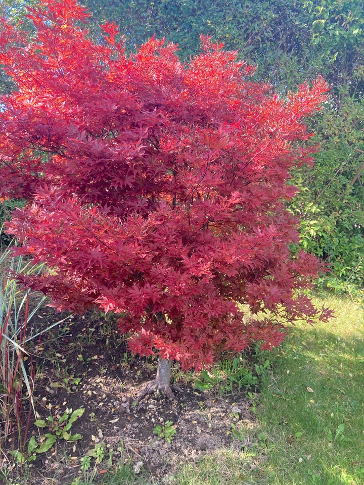 Acer palmatum/japansk